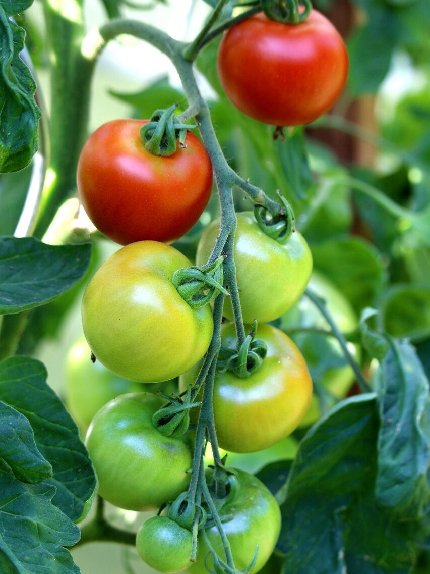 tomatoes, fruits, plant, green tomatoes, vegetables, tomato plant, leaves, food, healthy, vitamins, organic, nature, closeup, tomato plant, tomato plant, tomato plant, tomato plant, tomato plant